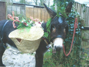 Earth Nurse Press Donkey's fundraising for charities